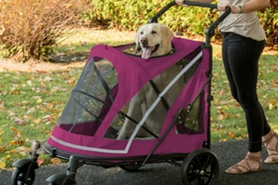 happy Labrador Enjoying a ride on a stroller