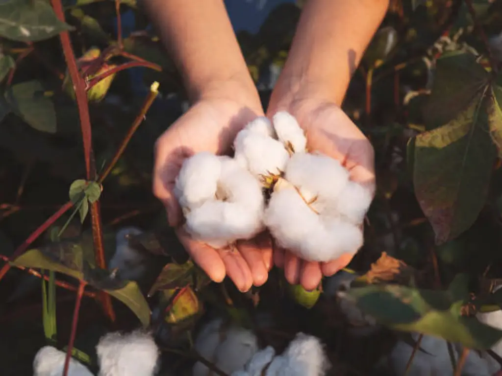 car seat organic cotton